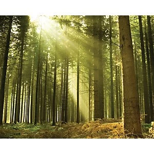 Image of Ohpopsi Evergreen Forest Tree Wall Mural Multi 14.4m L