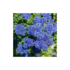 image of Ceanothus thyrs. repens Set of 3 x 9cm