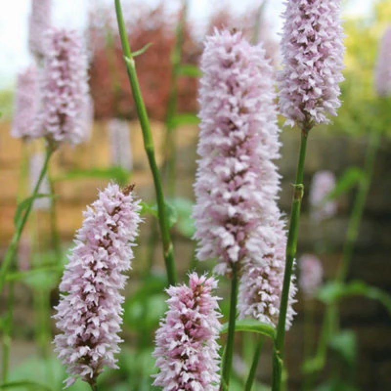 Image of Thompson & Morgan Persicaria Bistorta Superba 9Cm Potted Plant X 1