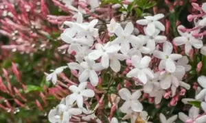 Image of Jasminum Officinale 9cm Potted Plant, Three, Green