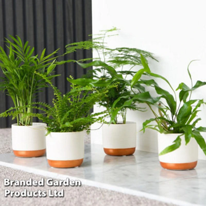 Image of Thompson & Morgan Houseplant Houseplant Green Mix 6Cm Potted Plant X 3