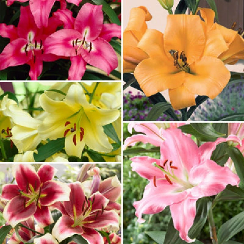 Image of You Garden Yougarden 15 Premium Skyscraper Lily Bulbs, Selection Of 15 Flower Bulbs, Including Three Each Of Five Colours And Varieties