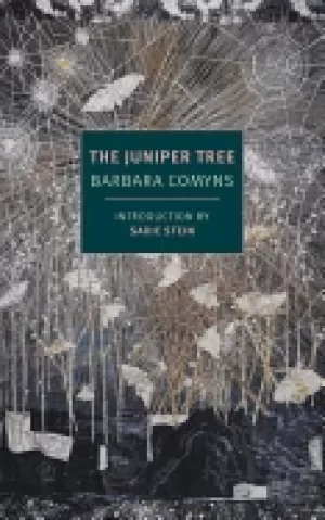 Image of juniper tree
