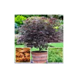 Image of Japanese Maple (Acer) Collection - 3 varietie