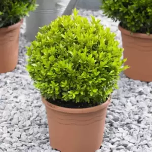 Image of YouGarden Pair Of Buxus Balls 20-25Cm Diameter