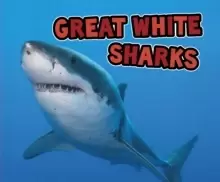 Image of Great White Sharks