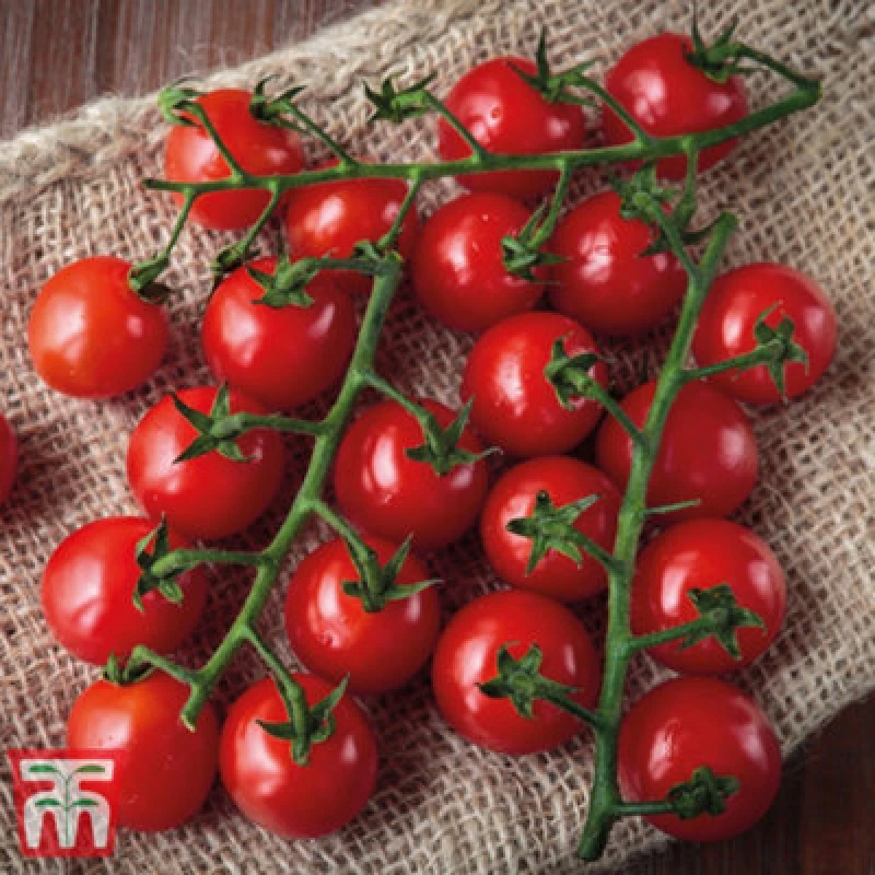 Image of Thompson & Morgan Tomato Sweet Success 1 Seed Packet (8 Seeds)