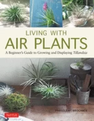Image of living with air plants