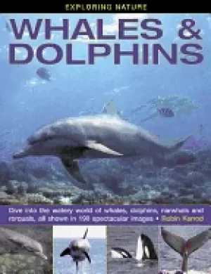 Image of exploring nature whales and dolphins dive into the watery world of whales