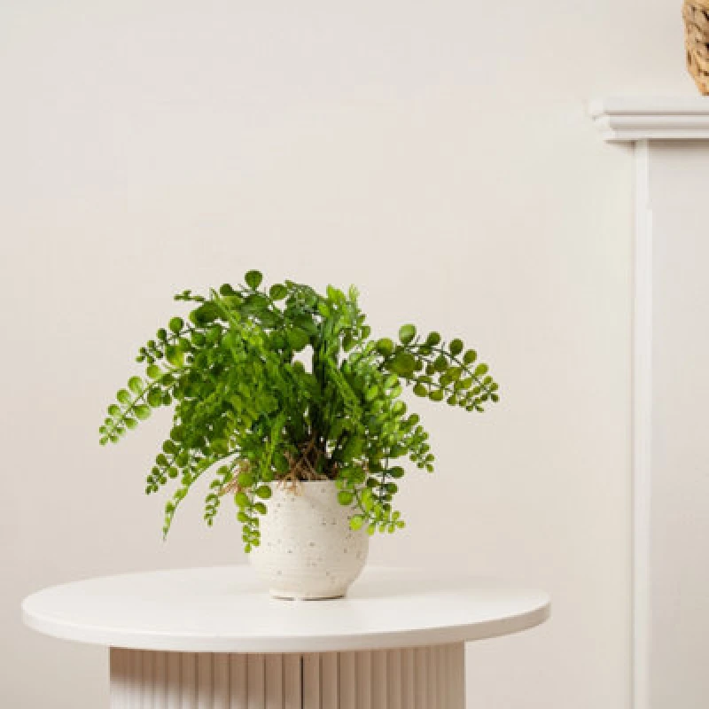 Image of Scottish Everlastings Ltd Fern In Speckled Ceramic Pot 28cm, Green SEL1352