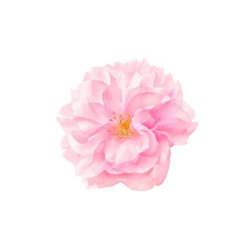 Image of Warren Reed Designer Single Cherry Blossom Glass Chopping Board