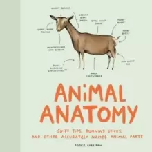 Image of Animal Anatomy