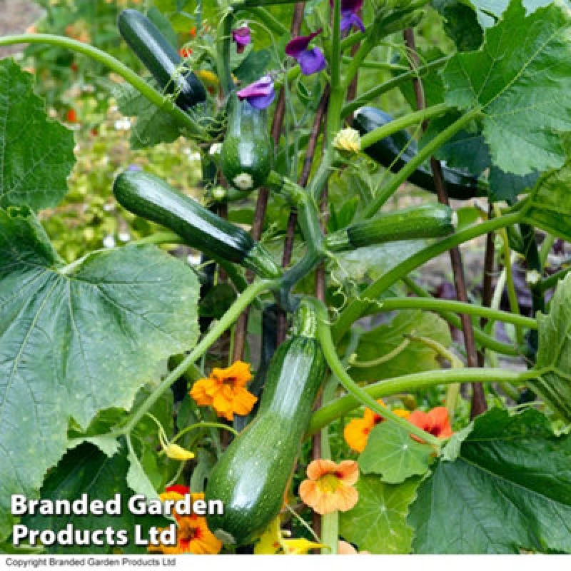 Image of Thompson & Morgan Courgette Black Forest F1 Hybrid 1 Seed Packet (4 Seeds)