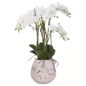 Image of Large Stone Potted Orchid With Roots