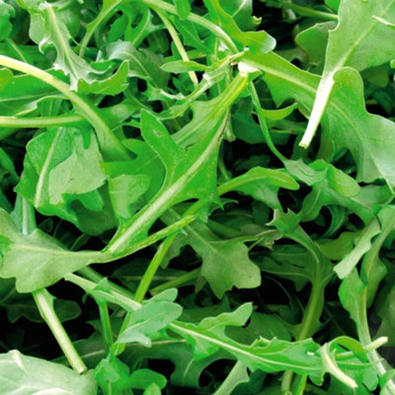 Image of Thompson & Morgan Organic Herb Rocket Wild 1 Seed Packet 450 Seeds