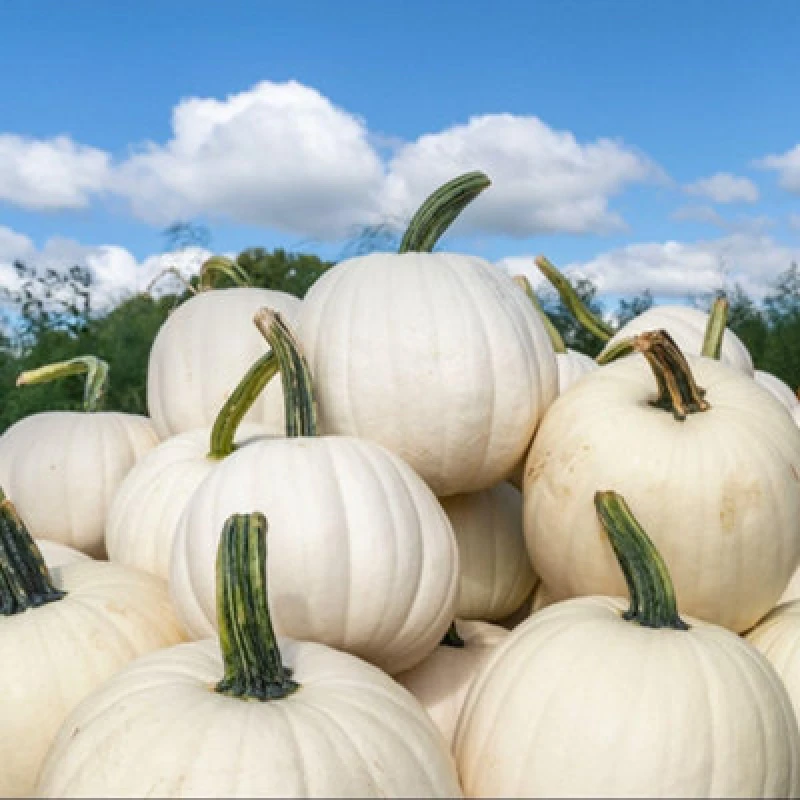 Image of Thompson & Morgan Snowman Pumpkin Seeds White Halloween Half-Hardy Annual For Carving Painting Cooking - 8 Seeds