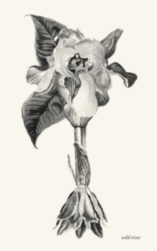Image of Wild Irises Paperback / softback