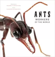 Image of ants workers of the world