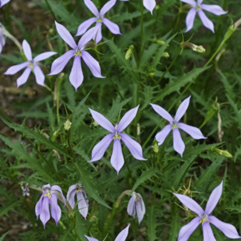 Image of Thompson & Morgan Laurentia Blue Stars Seeds - Starry Blue Flowers For Containers Baskets Bedding - Easy Long-Flowering - 1 Packet (50 Seeds)