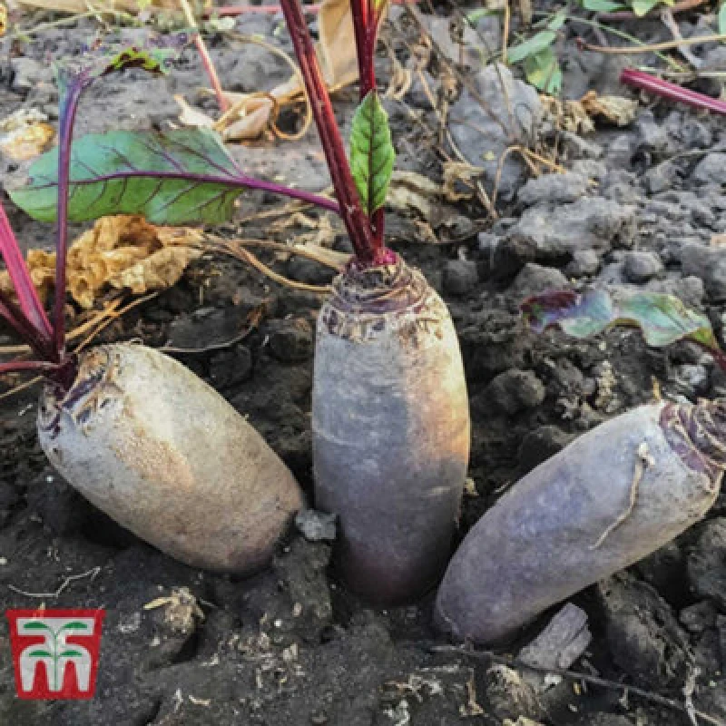 Image of Thompson & Morgan Beetroot Cylindra 1 Seed Packet (100 Seeds)