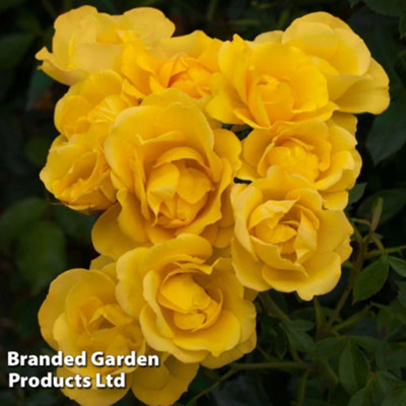 Image of Thompson & Morgan Rose Grandmas Rose - 3 Litre Potted Plant X 1