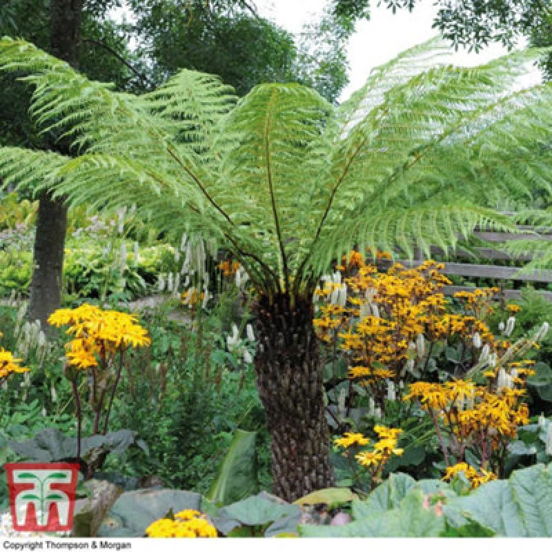 Image of Thompson & Morgan Dicksonia Antarctica (Australian Fern Tree) 0.5ft Trunk X 1