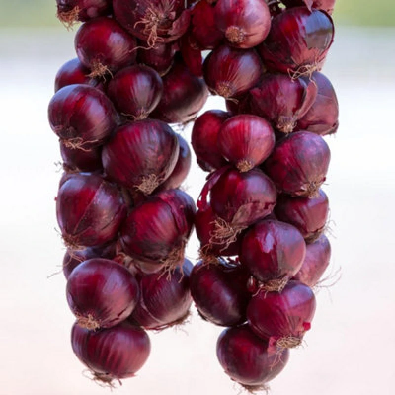 Image of Onion Redrover F1 Seeds Long-Storing Mild & Sweet Red Onion Variety 1 X Packet 150 Seeds By Thompson & Morgan
