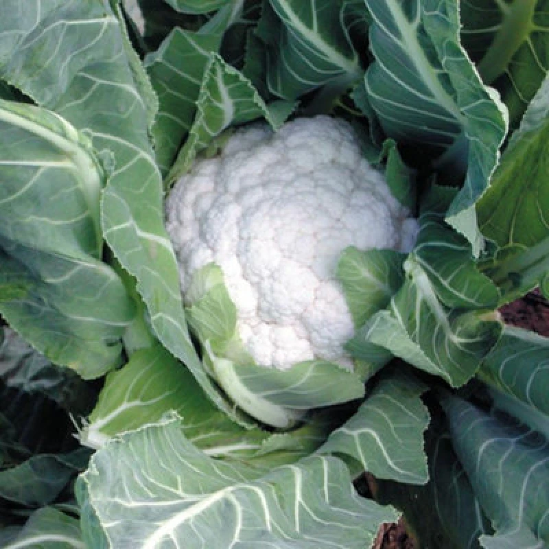 Image of Thompson & Morgan Cauliflower Jamaica F1 - Crisp Snow White Curds Cold Hardy Easy Grow Vegetable - 1X Seed Packet