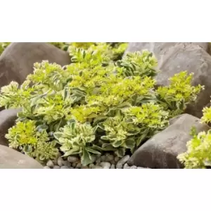 Image of Thompson & Morgan Thompson and Morgan Sedum Atlantis 9cm Pot x 5