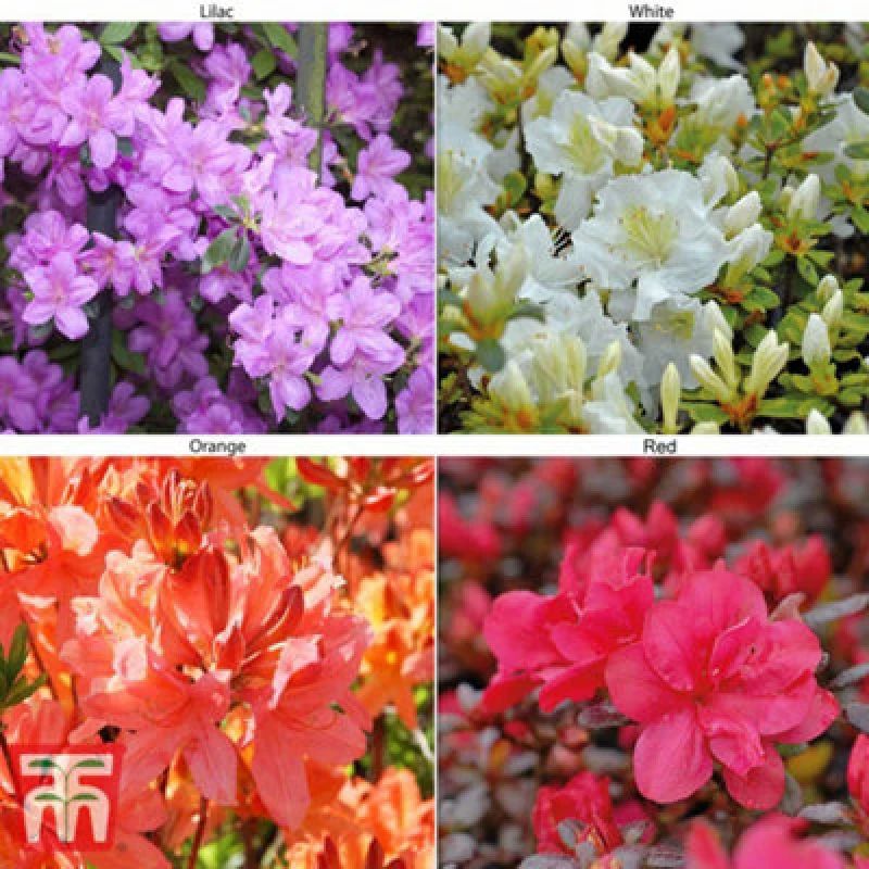 Image of Thompson & Morgan Azalea Dwarf Collection 9Cm Potted Plants X 8