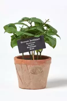 image of Artificial Basil Plant in Decorative Pot