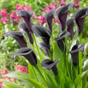 image of Yougarden Zantedschia Cantor (Black Calla Lily) x 3 Bulbs