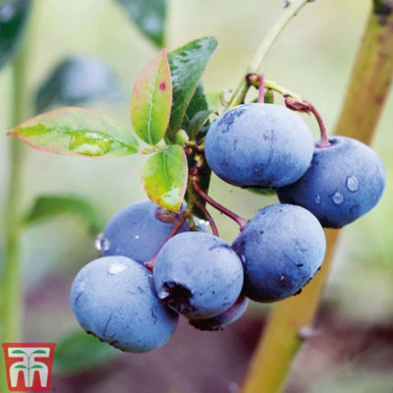 Image of Thompson & Morgan Fruit Blueberry (Vaccinium) Bluecrop 9Cm Potted Plant X 3 + Nurserymans Choice Veg Seed Finished Packet (T&m) X 5