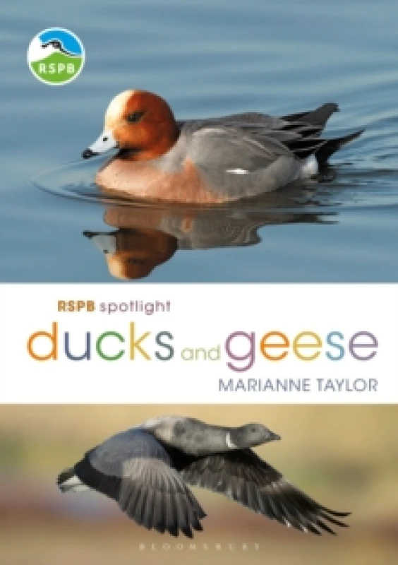 Image of RSPB Spotlight Ducks and Geese Paperback / softback