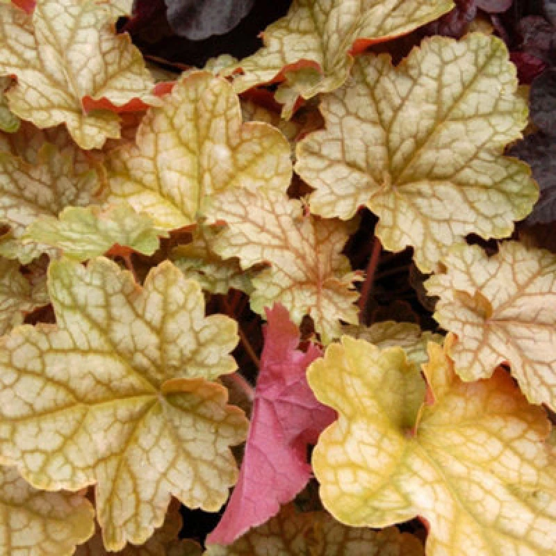 Image of Thompson & Morgan Heuchera Ginger Ale 9Cm Potted Plant X 1