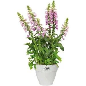 Image of Flowerpot Cachepot Garden Planter Box Outdoor Plant Pot Modern Design Plastic White Round Square Rectangular rund/7 Liter (de)