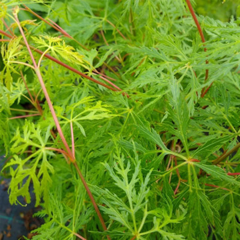 Image of You Garden Yougarden Acer Palmatum 'butterfly', Established Plant In 10.5Cm Pot, Ready To Plant