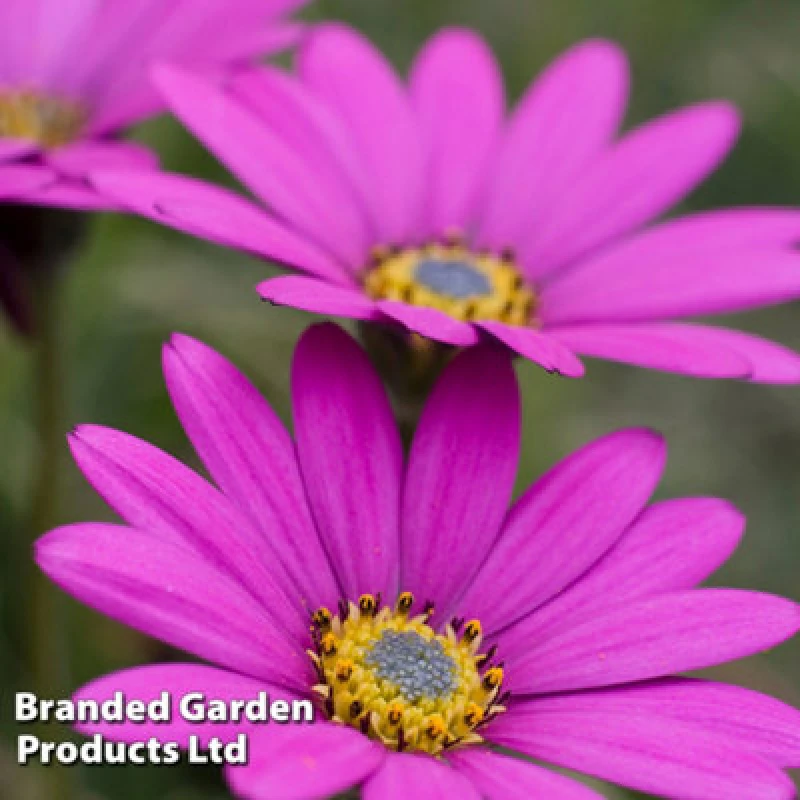 Image of Thompson & Morgan Osteospermum Hardy In The Pink 48mm Plug Plant X 3