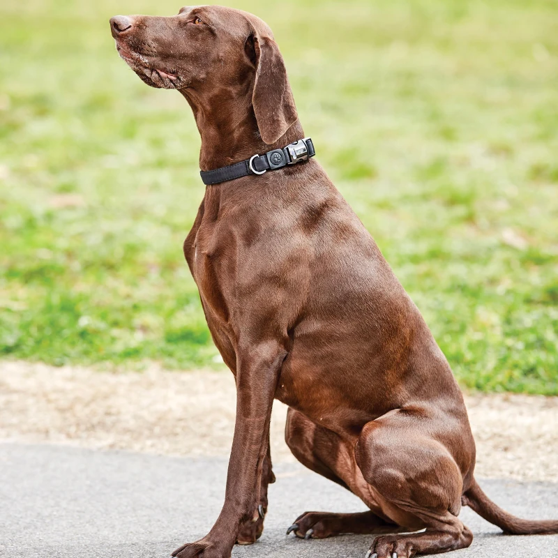 Image of Weatherbeeta Elegance Dog Collar - Black XS