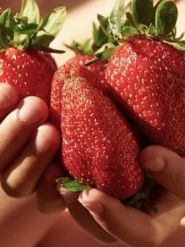 Image of Pack 12 Strawberry 'Sweet Colossus' Plug Plants
