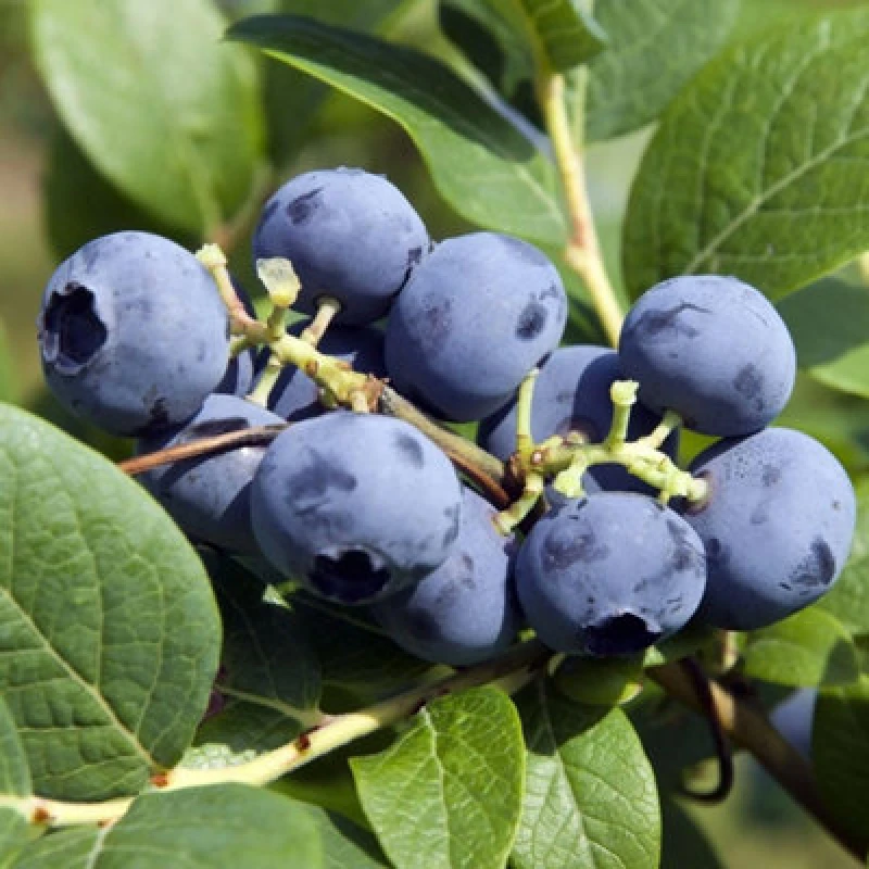 Image of Thompson & Morgan Organic Blueberry Bluecrop Bush - Sweet Fruit Ornamental Blooms Autumn Colour 2X 2L Pots
