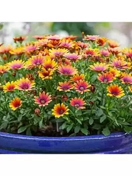Image of Osteospurmum Purple Sun (3 X 9Cm Pots)