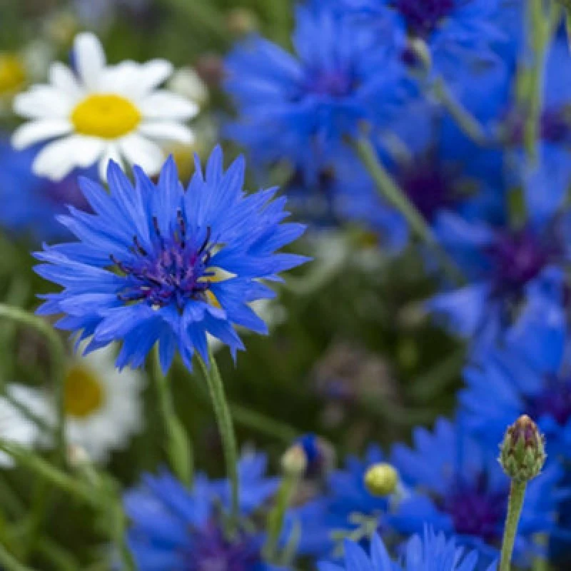 Image of Thompson & Morgan Cornflower Centaurea Cyanus Blue Boy 1 Seed Packet