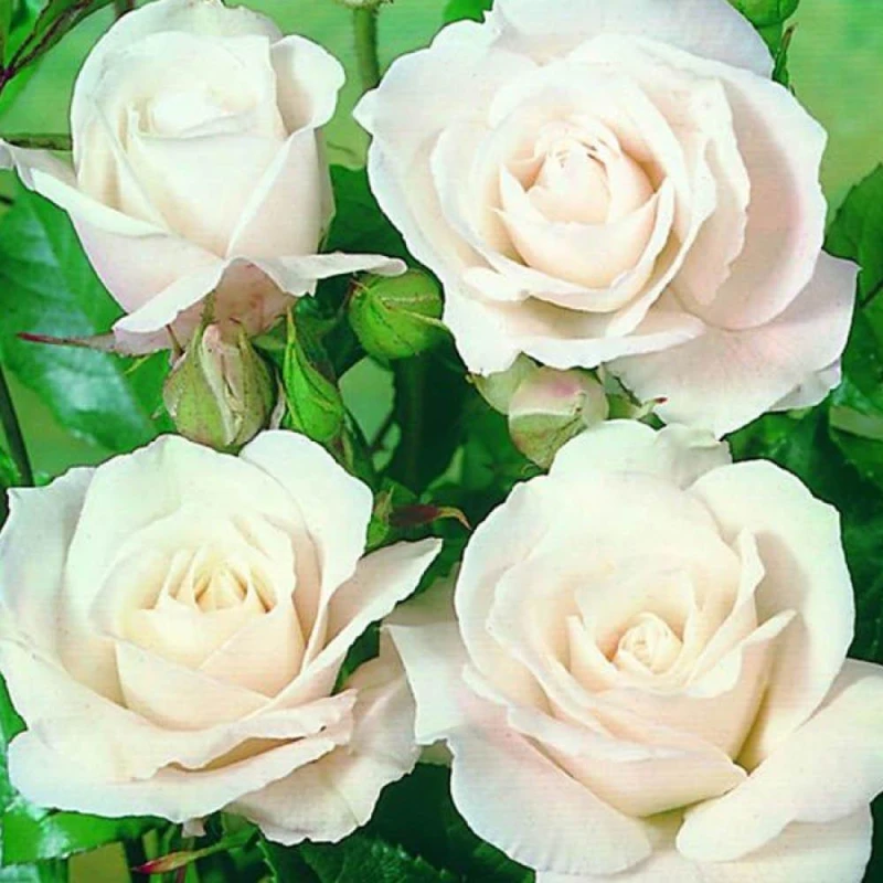 Image of YouGarden Pair of Bare Root Roses - Climbing Iceberg White unisex 2 bare rt