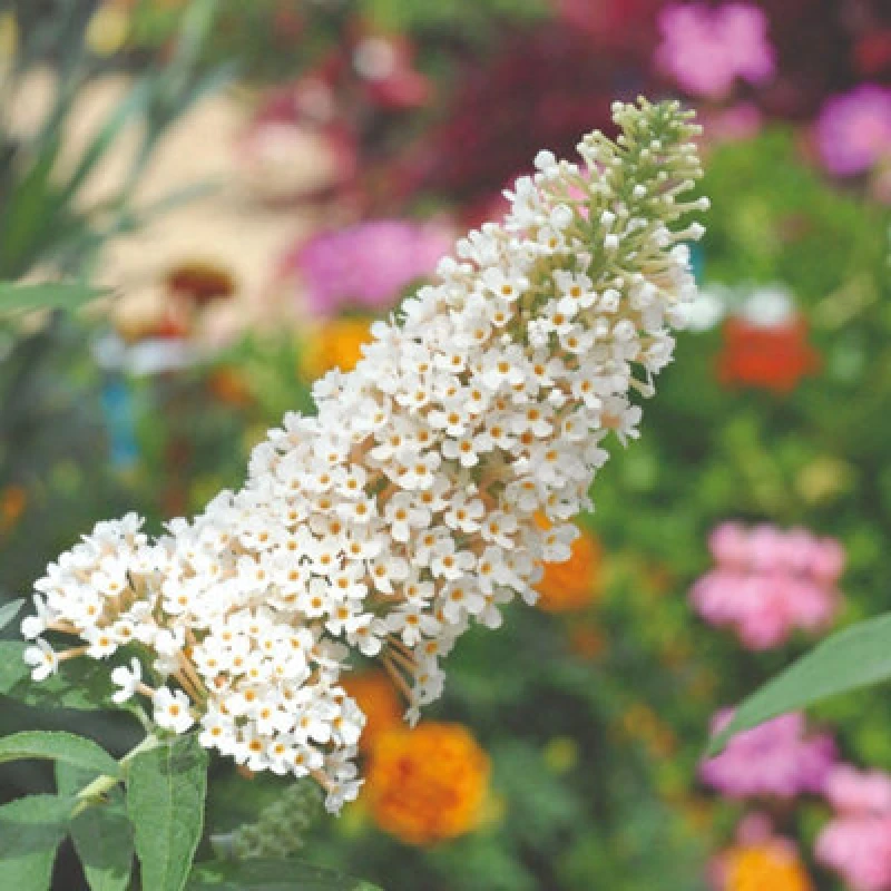Image of Thompson & Morgan Buddleja Buzz Ivory 1 Litre Potted Plant X 2