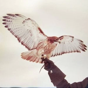 Image of JM Airis - Wild Birds Vinyl