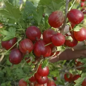 image of YouGarden Gooseberry 'Hinnomaki Red' potted 2L - Brown