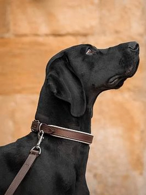 Image of Lords and Labradors Italian Padded Leather Collar Brown & Cream XXL, Brown 24696