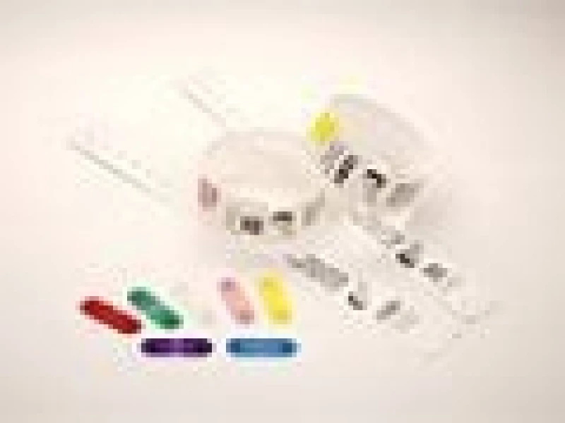 Image of Zebra Clips for use with QuickClip Wristbands Blue