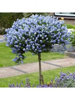 Image of Hardy Ceanothus Tree (Californian Lilac) Standard 90Cm Tall